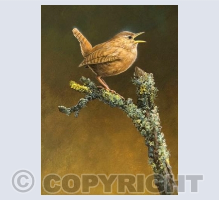 Wren