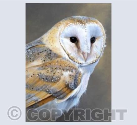 Barn Owl portrait A6