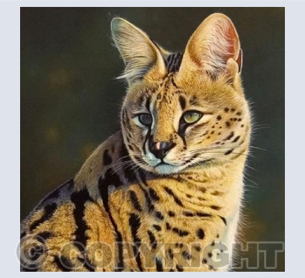 Serval
