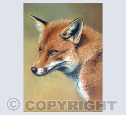 Red Fox - A6