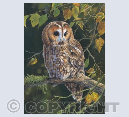 Woodland Tawny