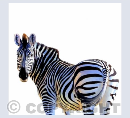 Zebra