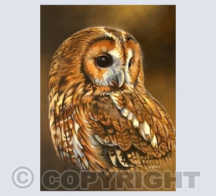 Tawny Owl portrait