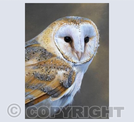 Barn Owl portrait A6
