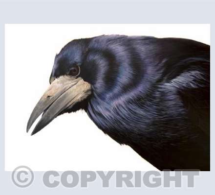 Rook