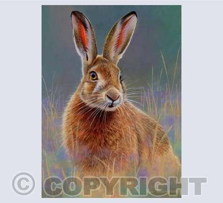 Brown Hare