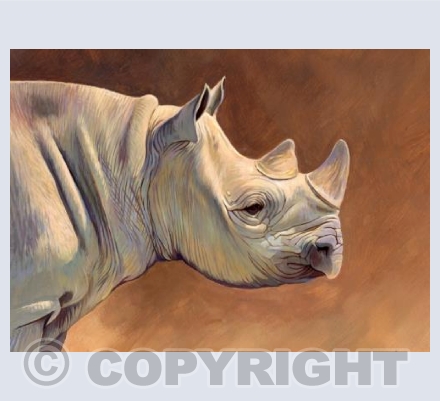 Black Rhino