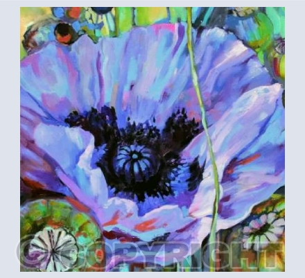 Purple Poppy