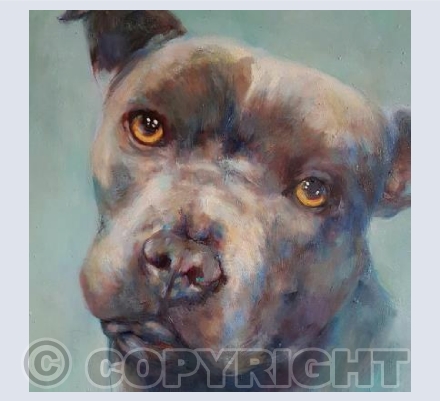 Staffy Bull Terrier