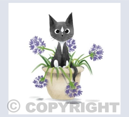 Bindi in Agapanthus