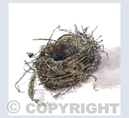 Song thrush nest