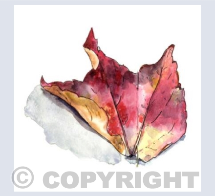 Autumn leaf