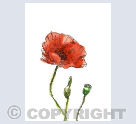 poppy