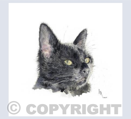 Black cat