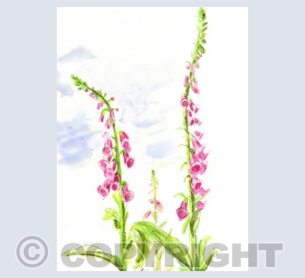 Wild foxgloves