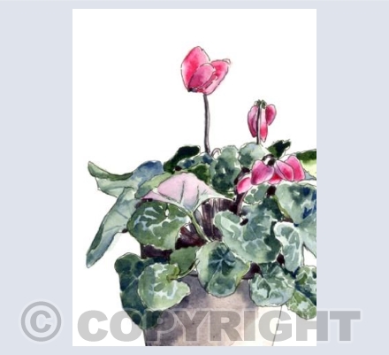 Cyclamen