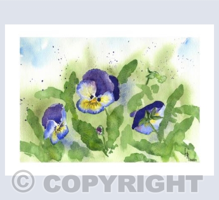 Nodding Pansies