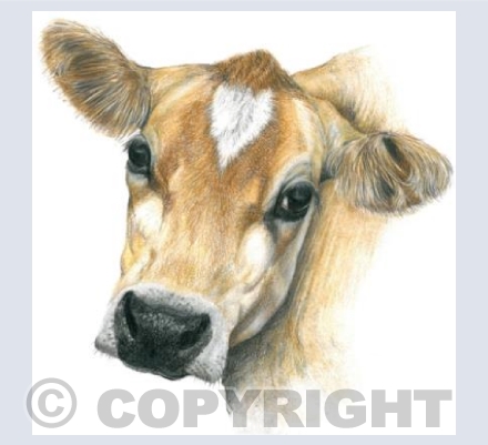 Cow  'Daisy'