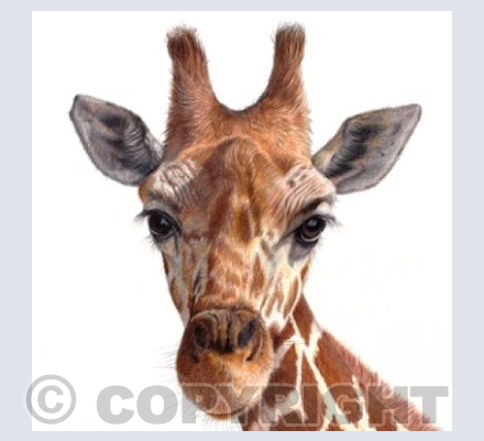 Giraffe  'Jeremy'
