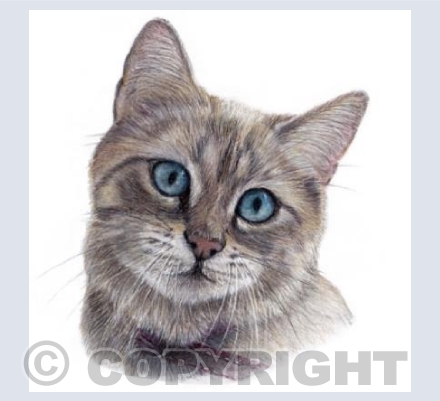 Cat  'Trixie'
