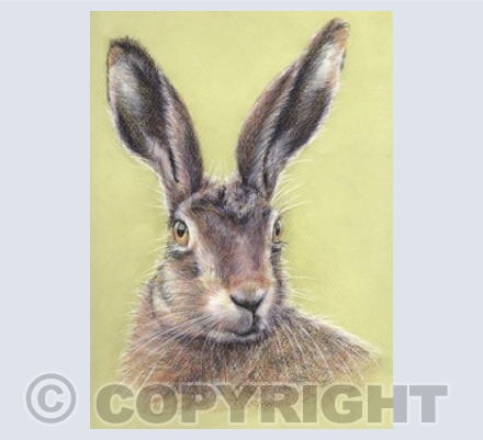 Hare  'Bramble'