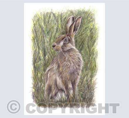 Hare  'Sage'