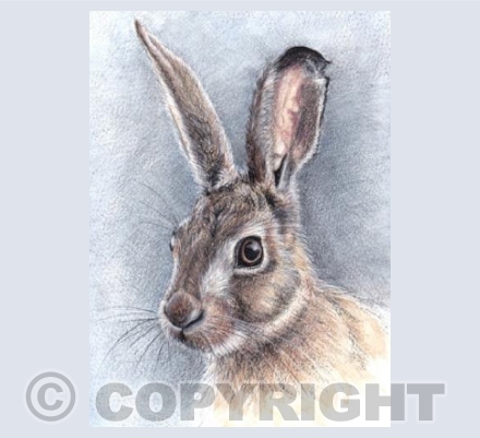 Hare  'Bluebell'