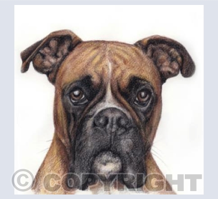 Boxer  'Frank'