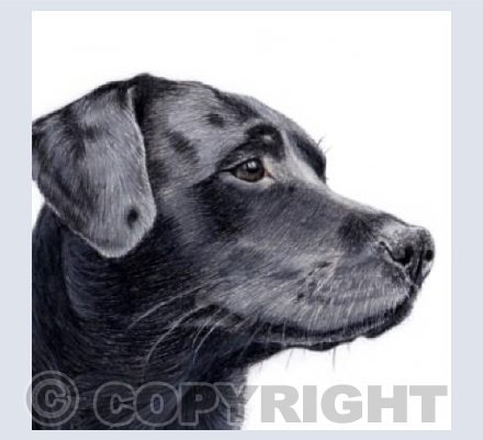 Black Labrador  'Sebastian'