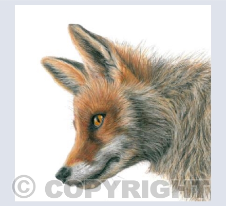 Fox 'Reynard'