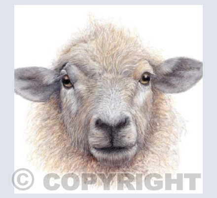Sheep 'Curly'