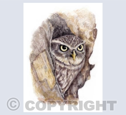 Owl  'Little Owl'