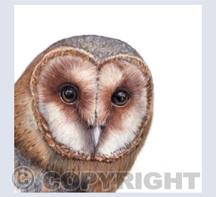 Owl  'Barn Owl'