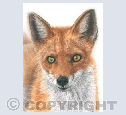 Fox Cub
