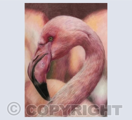 Flamingo