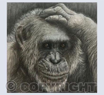 Ape