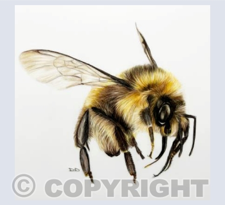 Bee