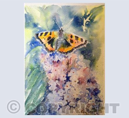 Tortoiseshell Butterfly