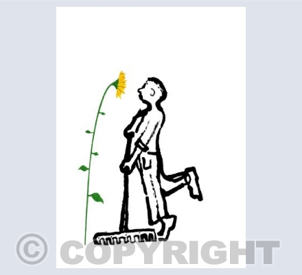 Sunflower Gardening 