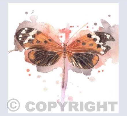 Melinaea Butterfly