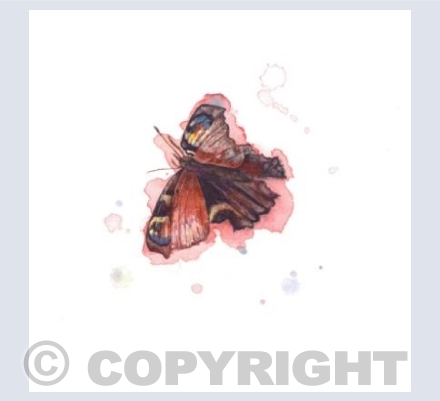 Peacock Butterfly