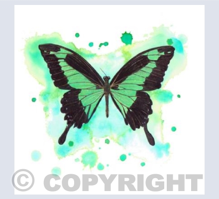 Green Butterfly