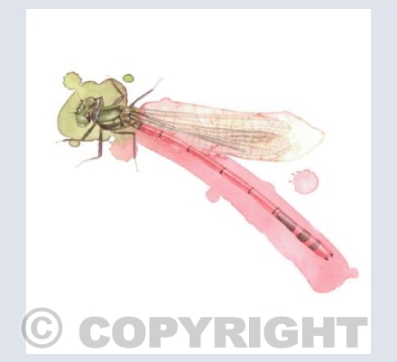 Red Damselfly