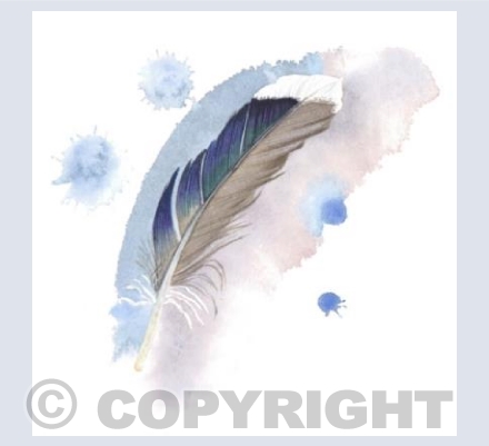 Magpie Feather