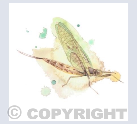 Mayfly