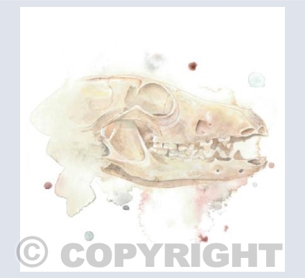 Badger Skull
