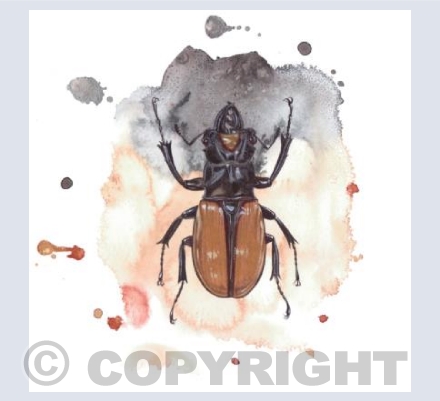 Stag Beetle