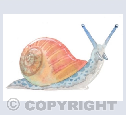 Snail