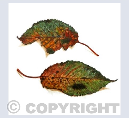 Two Leaves