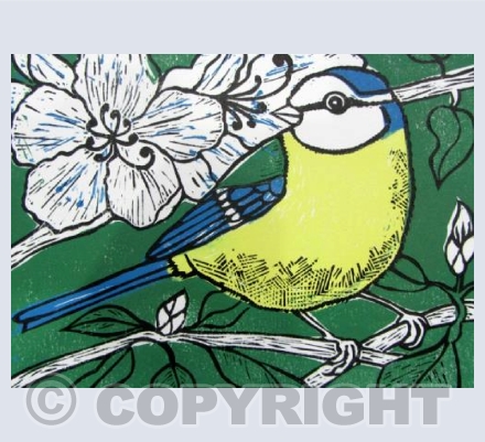 Blue Tit